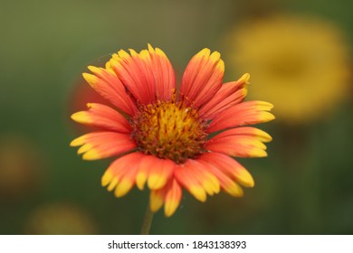 Indian blanket Flowers and