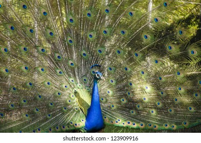 Indian Blue Peacock Stock Photo 123909916 