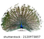 The Indian or blue peafowl dance display isolated on white background