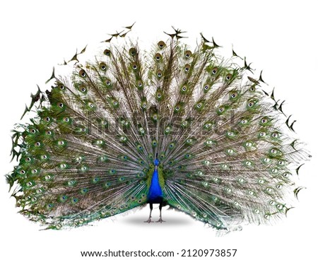 The Indian or blue peafowl dance display isolated on white background