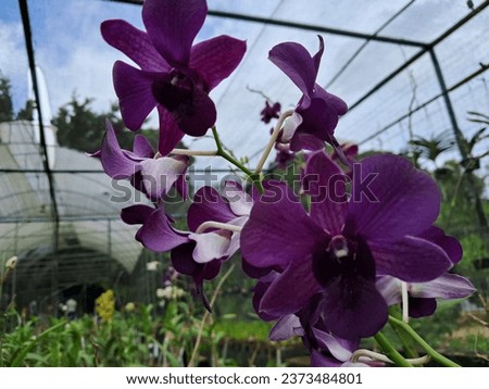Indian Blue Purple Dendrobium

The sexiest and most stylish orchid of all time must be the Indian Blue Purple Dendrobium. Its deep purple blossom is subtly accented. Dendrobium purple orchids.  Stock photo © 