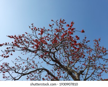 Silk Cotton Tree Flower Hd Stock Images Shutterstock