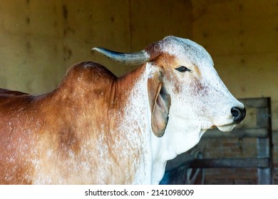 Indian brahmin cow zebu in the cowshed. Happy cow, ethical, vegetarian. Mother cow. 