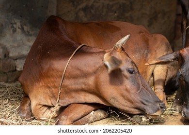 Indian brown color cow Sleeping Photo