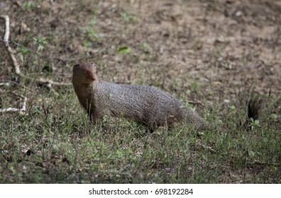 Indian Brown Mongoose Yala National Park Stock Photo 698192284 ...