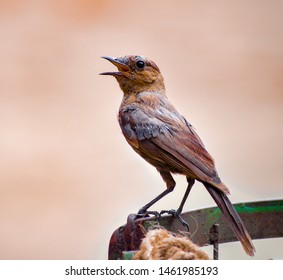 Indian Brown Rock Chat Bird