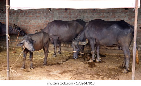 Indian buffalo Stock Photos & Vectors | Shutterstock