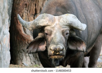 Indian Buffalo At National Zoological Park, New Delhi.