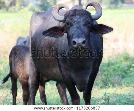 Indian Buffalo in Sri Lanka