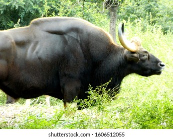 Indian Bull Eating Their Food Stock Photo 1606512055 | Shutterstock