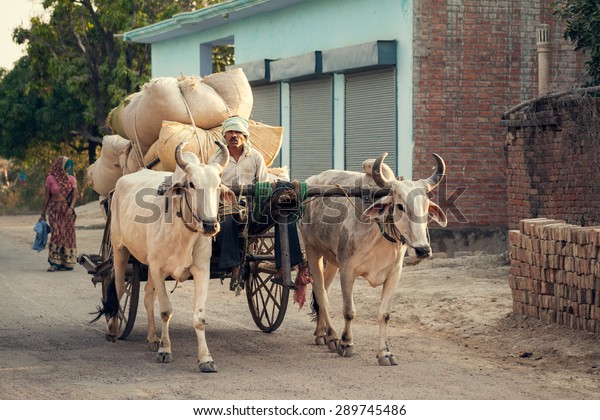 Indian bullock cart or ox cart run by man\
in village. 25 May 2014, Uttar Pradesh,\
India.