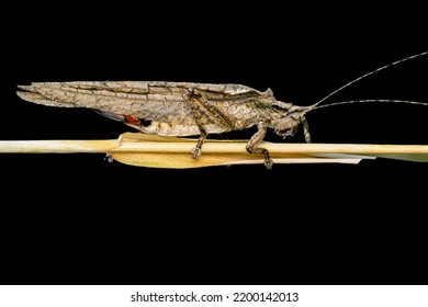 Indian Bush Cricket On The Wheat Plant Isolated In Black Background.