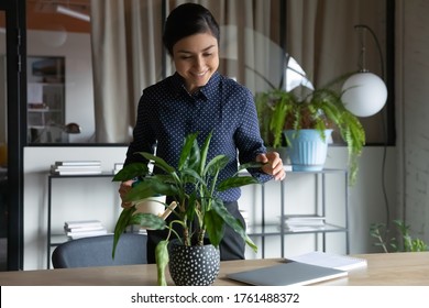 Indian Business Lady Holds Can Watering Potted Plant Indoor Flower Creating Coziness And Comfort In Personal Area Cabinet For Productive Working Day. Lush Plant Growth As Symbol Of Successful Person