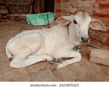 The Indian calf, also known as the Indian cow or Bos indicus, is a cherished and revered animal in Indian culture. These gentle creatures symbolize purity, fertility, and abundance.