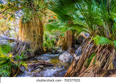 Indian Canyons Hiking Trails Near Palm Springs California