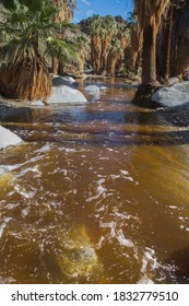 Indian Canyons, Palm Springs, California