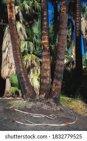 Indian Canyons, Palm Springs, California