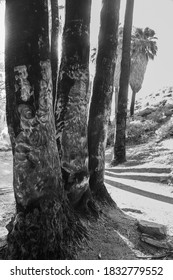 Indian Canyons, Palm Springs, California