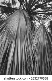 Indian Canyons, Palm Springs, California