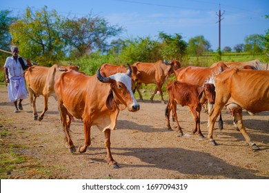 Indian Cattle Field Rural India Stock Photo 1697094319 | Shutterstock