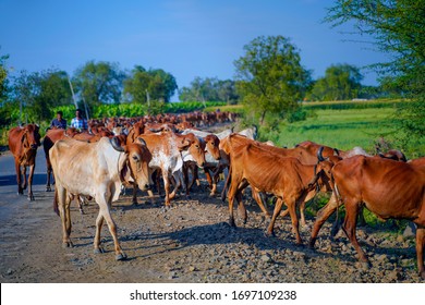 31,970 Indian Cow Images, Stock Photos & Vectors 