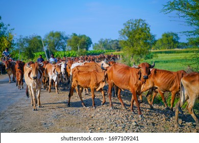 20,460 Indian cattle Images, Stock Photos & Vectors | Shutterstock