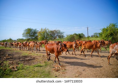 Indian Cattle Field Rural India Stock Photo 1697110033 | Shutterstock