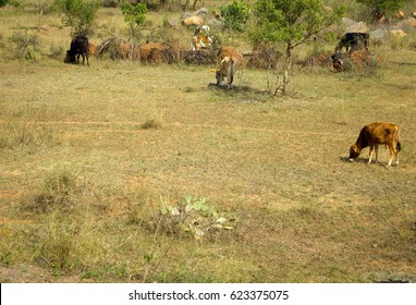 Indian cattle. Herd of cows grazing among dry shrubs on Deccan plateau, Overgrazing of rangelands. Undersized Spiny scrub (semi-savanna). India