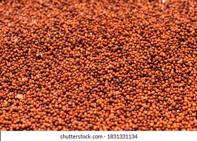 Indian Cereal Crop Finger Millet Called Stock Photo 1831331134 ...