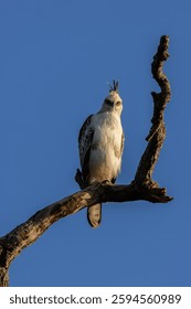 Indian Changeable Hawk Eagle on a branch