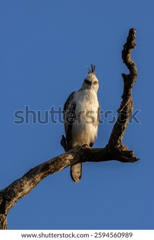 Indian Changeable Hawk Eagle on a branch