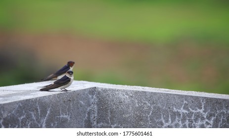 Indian Cliff Swallow Birds Perching On The Cement Terrace Railing