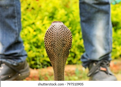 Indian cobra  also known as spectacled cobra