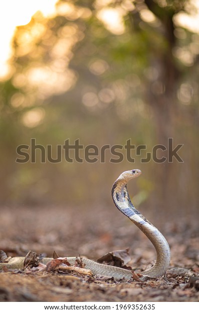 The
Indian cobra, also known as the spectacled
cobra