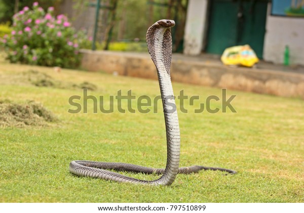 Indian cobra  also\
known as spectacled\
cobra