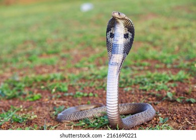 The Indian cobra, also known as the spectacled cobra, Asian cobra, or binocellate cobra, is a species of the genus Naja found, in India, Pakistan, Bangladesh, Sri Lanka, Nepal, and Bhutan, 
