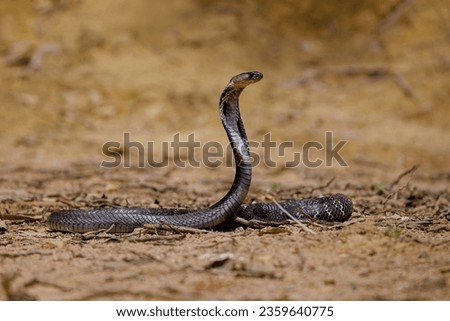 Similar – A small grass snake on the compost