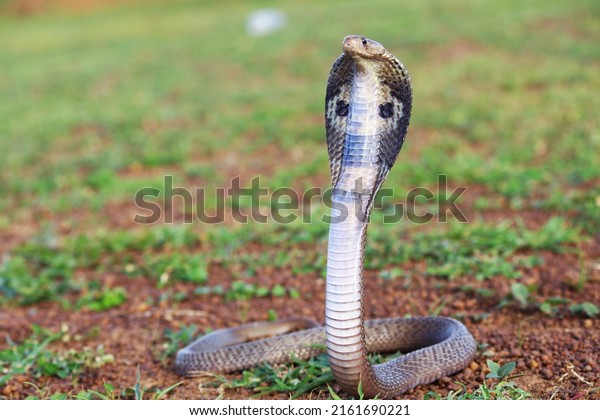 The
Indian cobra, also known as the spectacled cobra, Asian cobra, or
binocellate cobra, is a species of the genus Naja found, in India,
Pakistan, Bangladesh, Sri Lanka, Nepal, and Bhutan,
