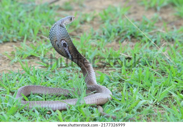 The Indian cobra, also\
known as the spectacled cobra, Asian cobra, or binocellate cobra,\
is a species of the genus Naja found, in India, Pakistan,\
Bangladesh, Sri Lanka.