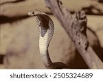 The Indian cobra (Naja naja), also known commonly as the spectacled cobra, Asian cobra, is a species of cobra, a venomous snake in the family Elapidae.