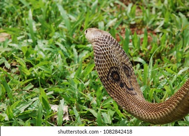 indian cobra on green grass