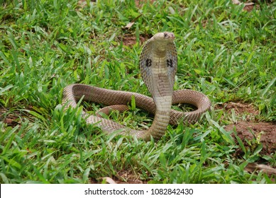 indian cobra on green grass