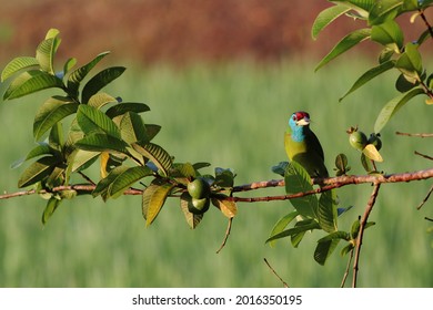 can a barbet live in pakistan