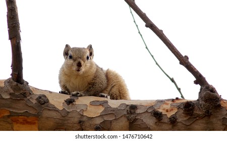 Indian Common Palm Squirrel (Active Pose)