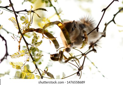 Indian Common Palm Squirrel Hang From Tree Branch