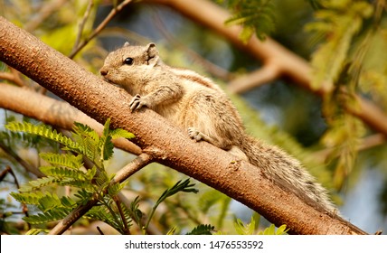 Indian Common Palm Squirrel Lay On Tree Branch