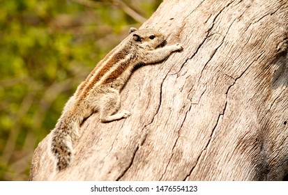 Indian Common Palm Squirrel Lay On Tree Branch 2