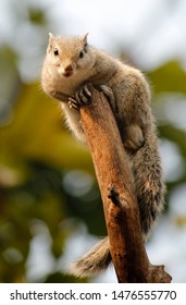 Indian Common Palm Squirrel Lay On Top Of Tree Branch