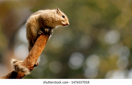 Indian Common Palm Squirrel Lay On Top Of Tree Branch 3