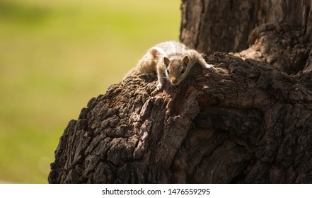 Indian Common Palm Squirrel Lay On Tree Branch 4